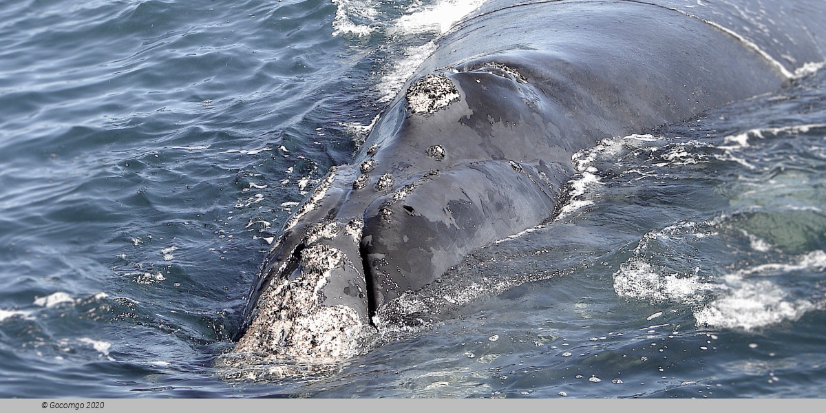 Right Whale Bay