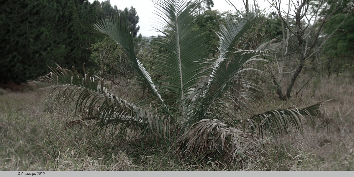 Palmeira