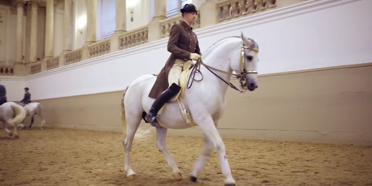 Ticket to the Vienna Spanish Riding School Training Ticket to the Vienna Spanish Riding School Training