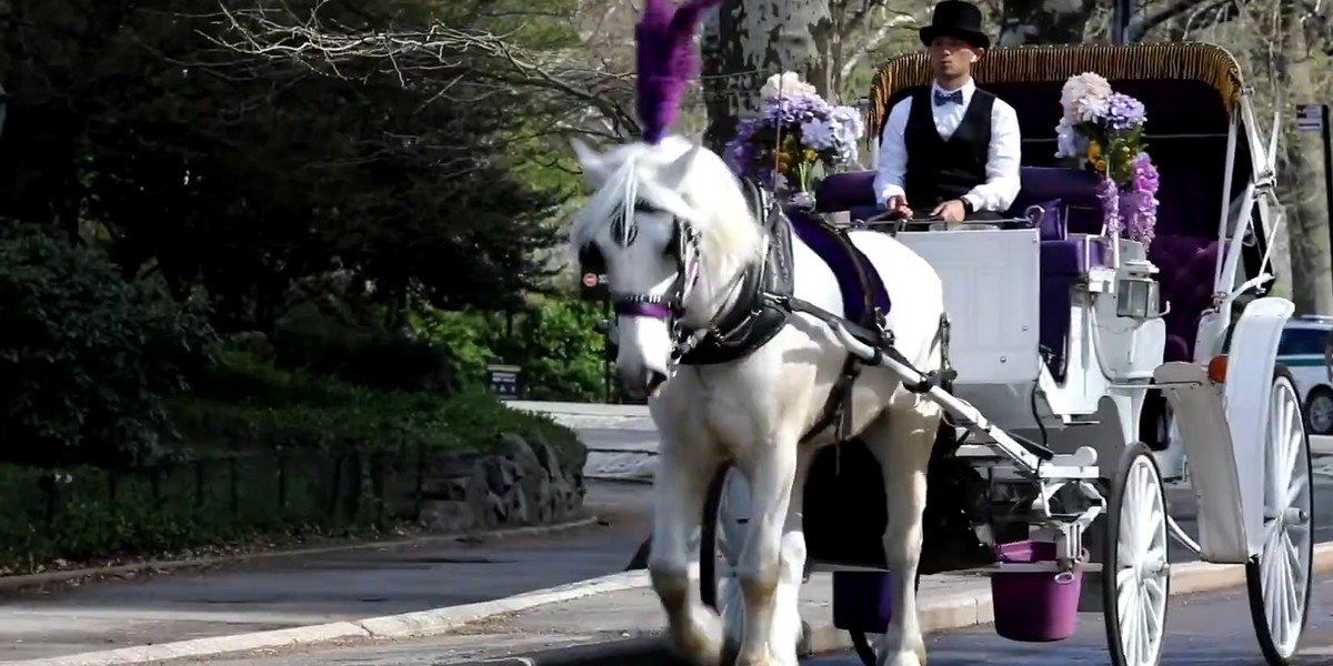 Central Park Horse Carriage Ride (since 1979 ™) Central Park Horse Carriage Ride (since 1979 ™)
