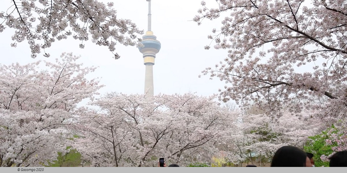 Yuyuantan Park Walking Tour with Cherry Blossoms Yuyuantan Park Walking Tour with Cherry Blossoms