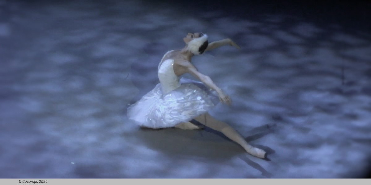 The Swan, photo 8